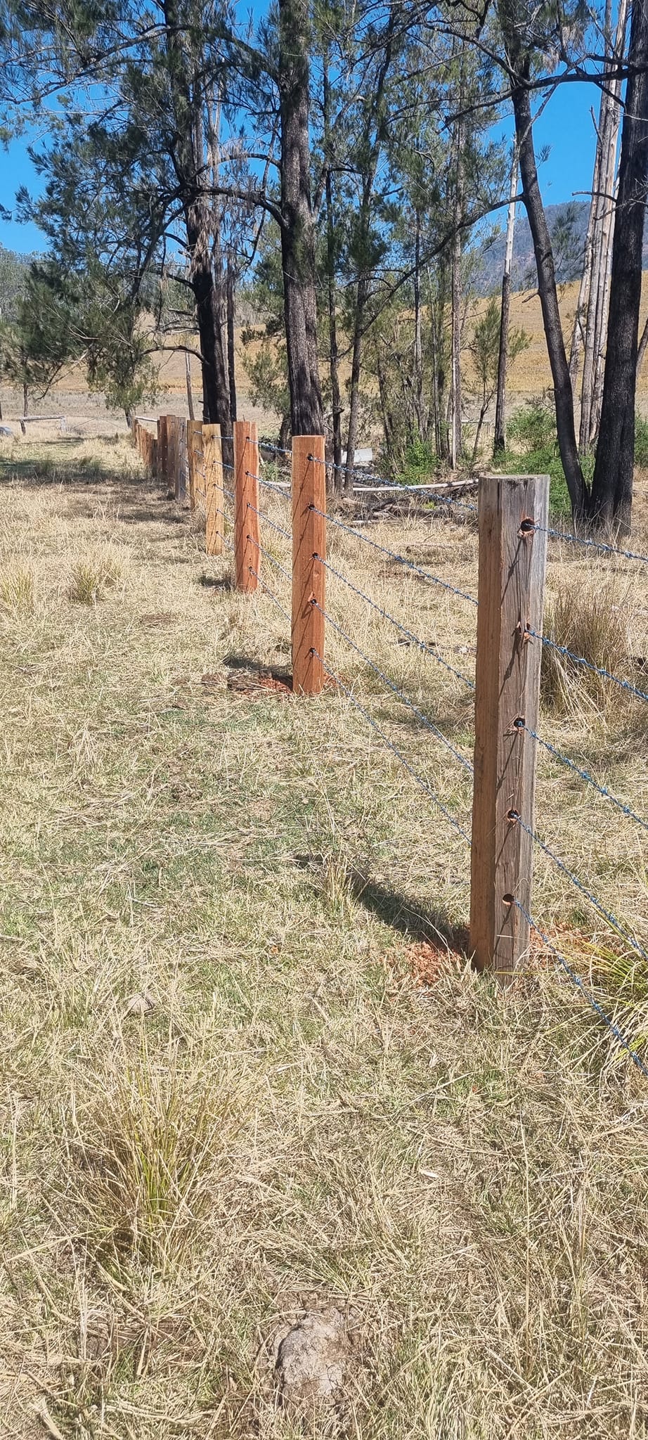 Hardwood corner posts in dry pasture